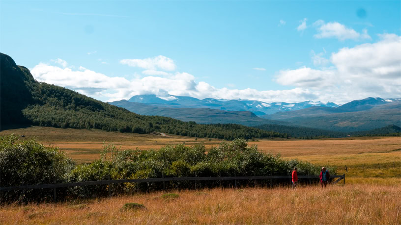 Gjengroing Forsøksfelt Griningsdalen. Foto: Hege Hovd