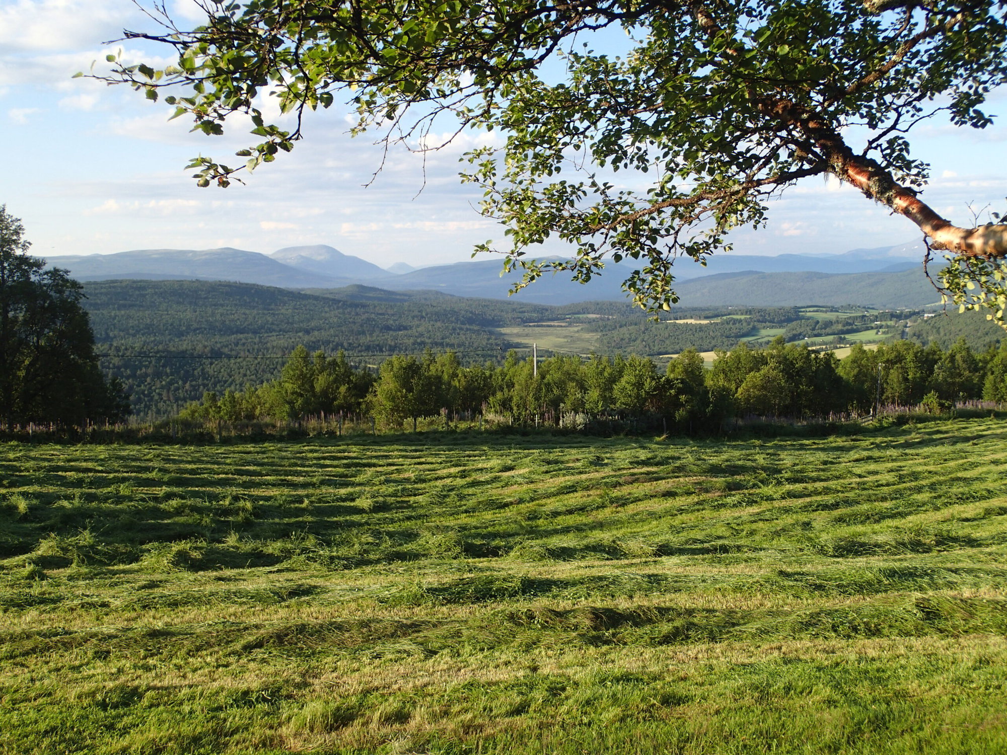 Nyslått setervoll. Foto: Hege Hovd